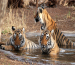 Golden Triangle With Ranthambore Tour Golden Triangle With Ranthambore Tour